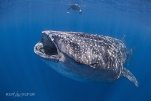 My friend looks rather insignificant behind a large whale... by Ken Kiefer 